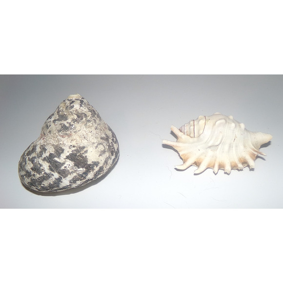 Natural Real Sea Shells Spike Spider Conch Magpie Shell Seashell Nautical Decor - Picture 7 of 14